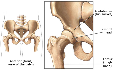 anatomy of hip joint