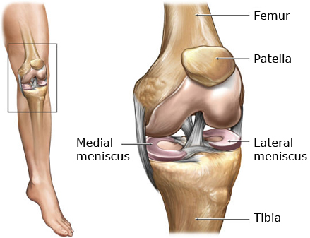 anatomy of knee